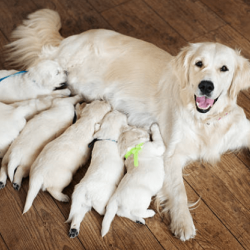 Беременность у собак: особенности, питание, радость и хлопоты владельца